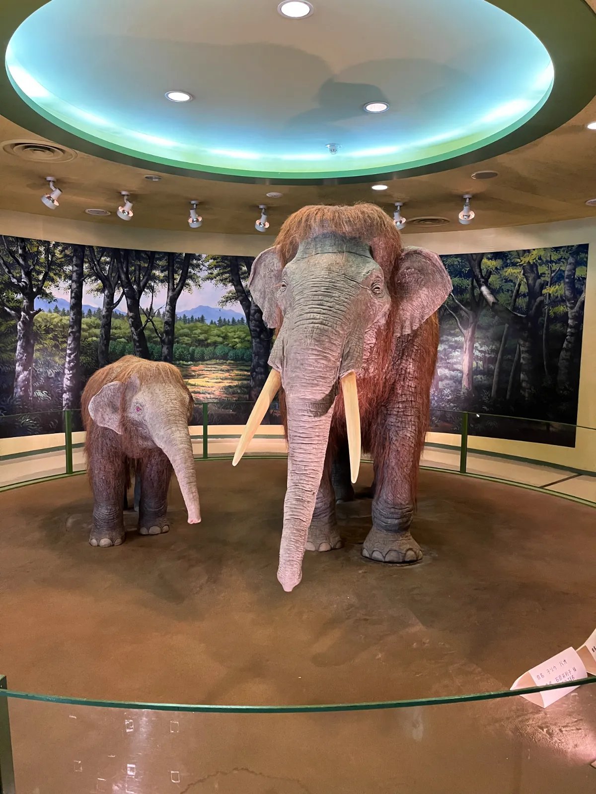 🦋 구라시키 시립 자연사 박물관 (구라시키시리츠시젠시하쿠부츠칸) 이미지 9